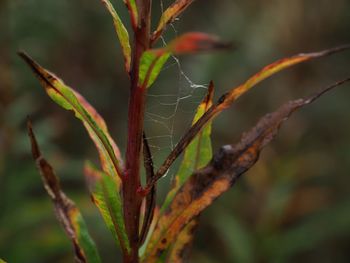 Close-up of plant