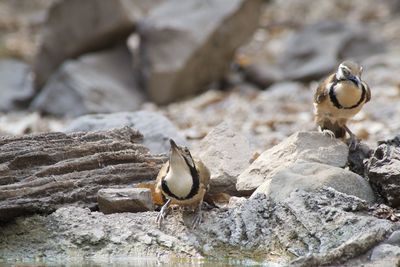 Close-up of bird on rock