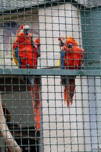 Low angle view of scarlet macaws perching in cage at lisbon zoo