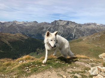 View of dog on mountain against sky