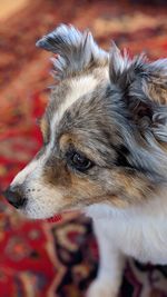 Close-up of dog looking away