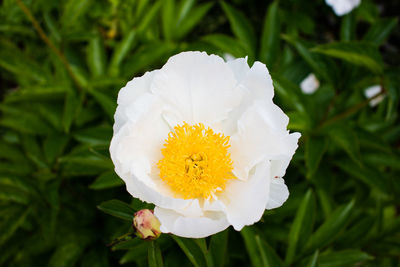 Close-up of white rose flower