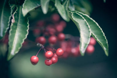 Close-up of red berries