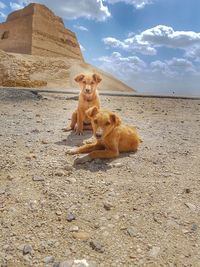 Dog sitting on sand