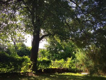 Trees in park