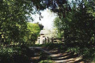 Road amidst trees and plants in forest