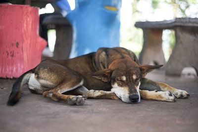 View of a dog sleeping