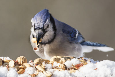 Close-up of bird eating food
