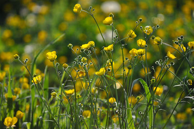 Close-up of yellow flowering plants on field