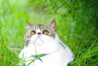 Close-up portrait of cat on grass