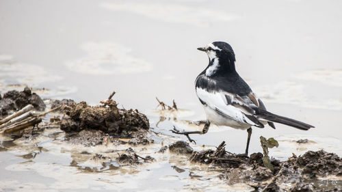 A black-backed wagtail walking in a paddy field.