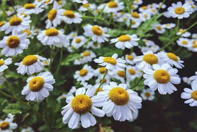 White daisies blooming at park