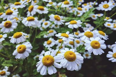 Close-up of white daisy flowers