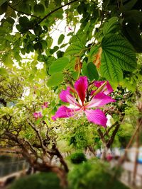 Close-up of pink flower tree