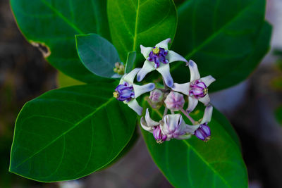 Close-up of purple flowers