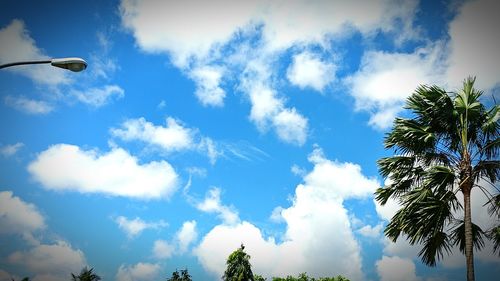 Low angle view of palm trees against sky