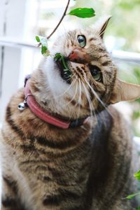 Close-up portrait of a cat
