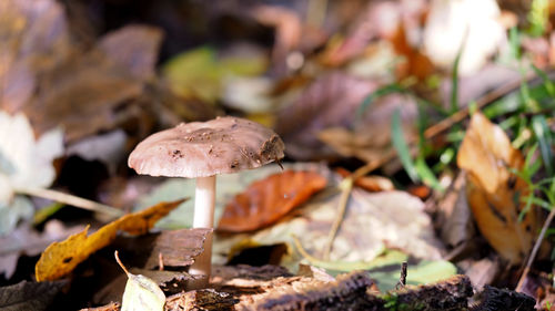 High angle close-up of mushroom on field