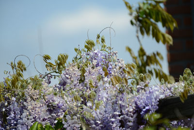 Close-up of purple flowers