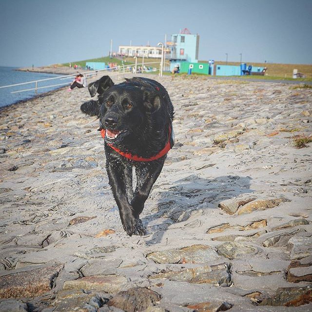 beach, sand, sea, shore, full length, lifestyles, leisure activity, rear view, dog, water, clear sky, standing, sunlight, casual clothing, men, day, domestic animals, sky