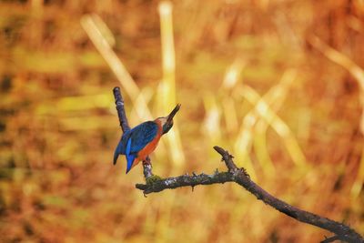 Bird perching on a branch