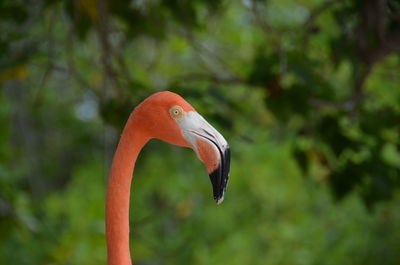 Close-up of a bird