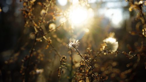 Close-up of flowering plants on field