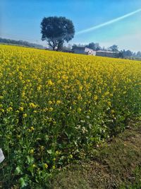 Scenic view of field against yellow sky