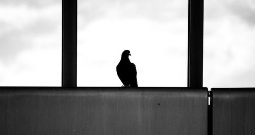 Silhouette of bird perching on person against sky