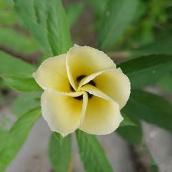 Close-up of yellow flower