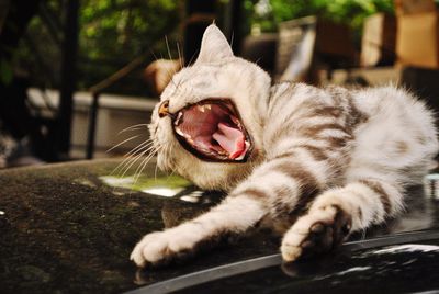 Close-up of cat yawning