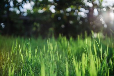 Close-up of crops growing on field