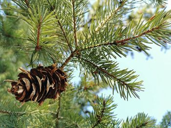 Pine cones on tree