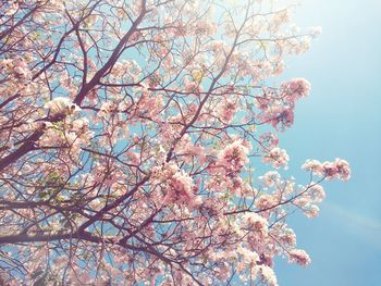 Low angle view of blooming tree against sky