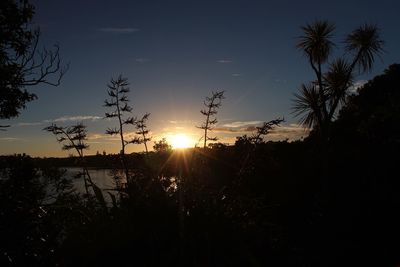 Trees against sky during sunset