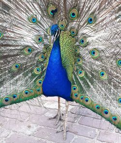 Close-up of peacock