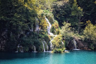 Scenic view of waterfall in forest