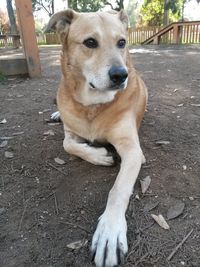 Portrait of dog on tree