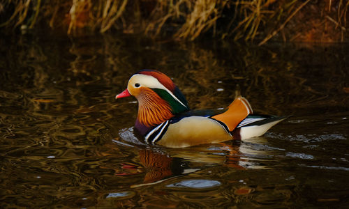 Duck swimming in lake