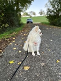 animal