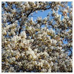 Low angle view of cherry blossoms against sky