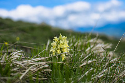Close-up of plant growing on field