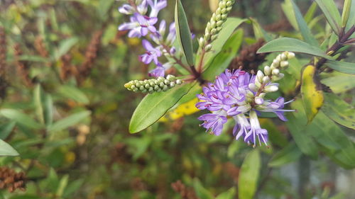 Close-up of insect on purple flowers