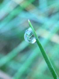 Close-up of caterpillar on leaf
