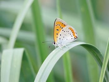 Butterfly on leaf