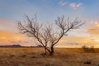 Bare tree on field against sky during sunset