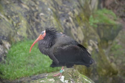 Close-up of bird perching on rock