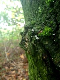 Close-up of moss growing on tree trunk