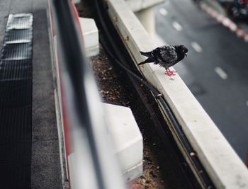 High angle view of pigeons perching on metal