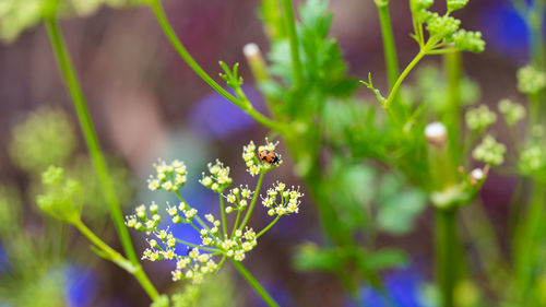 Close-up of insect on purple flowering plant